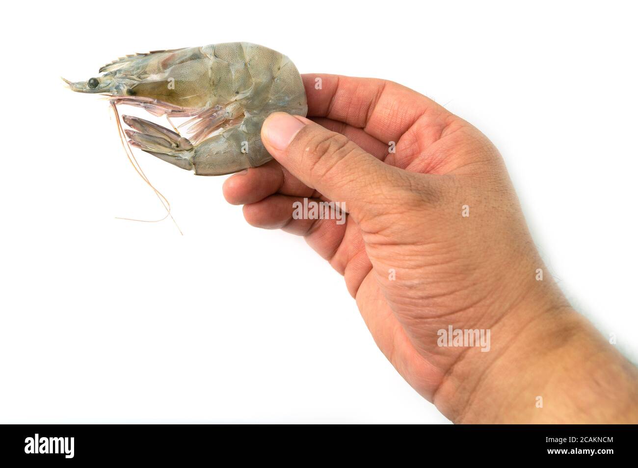 The hands of men are holding fresh raw pacific white shrimp on white background. Stock Photo