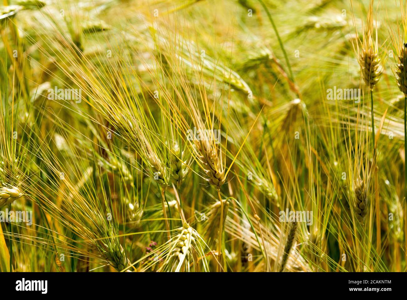 Ladakh, India - Wheat field at Likir Village in Ladakh, Jammu and ...