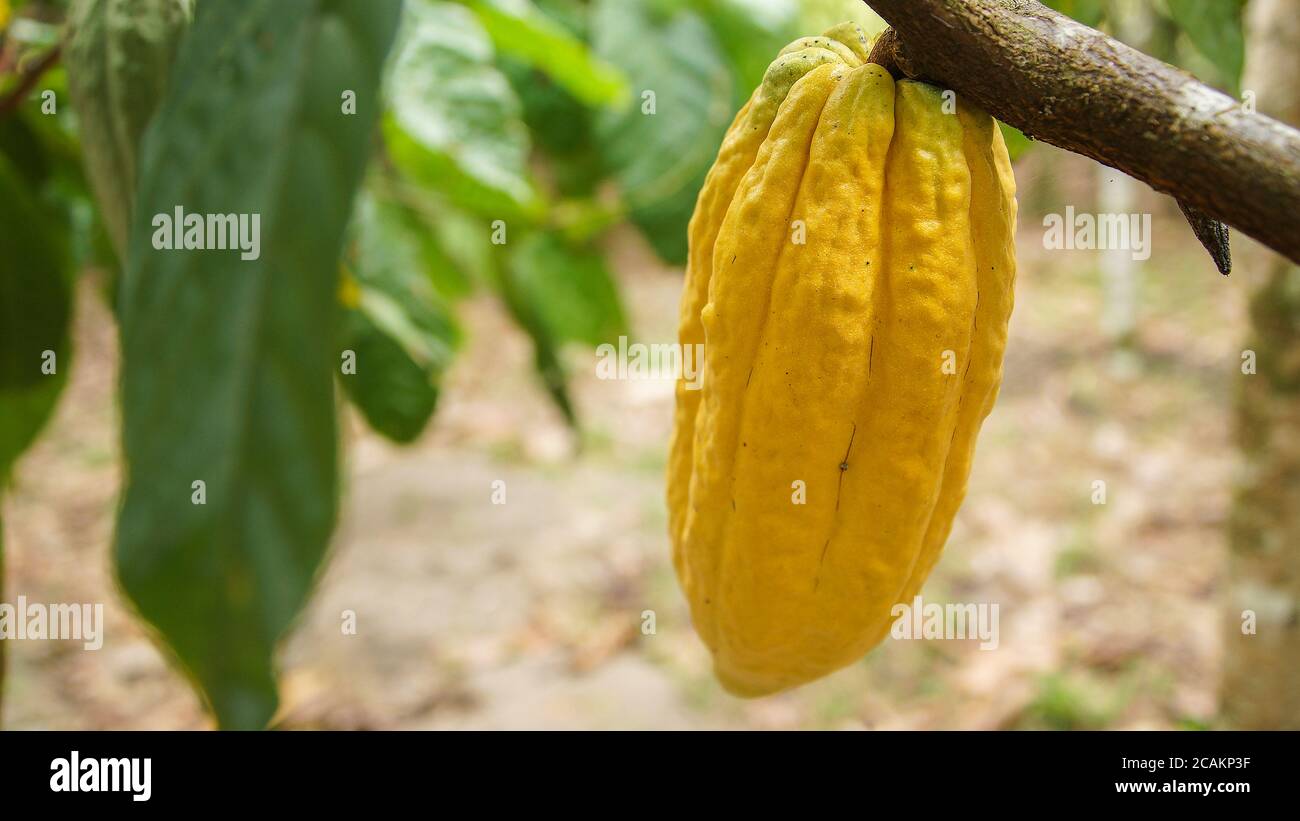 A mature cacao pod hanging from a cocoa tree Stock Photo