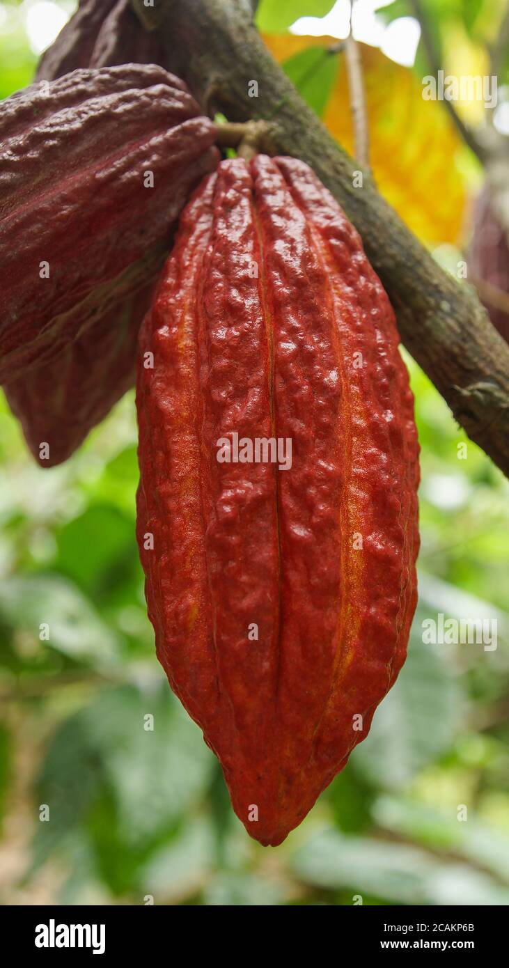 Cocoa tree leaves hires stock photography and images Alamy