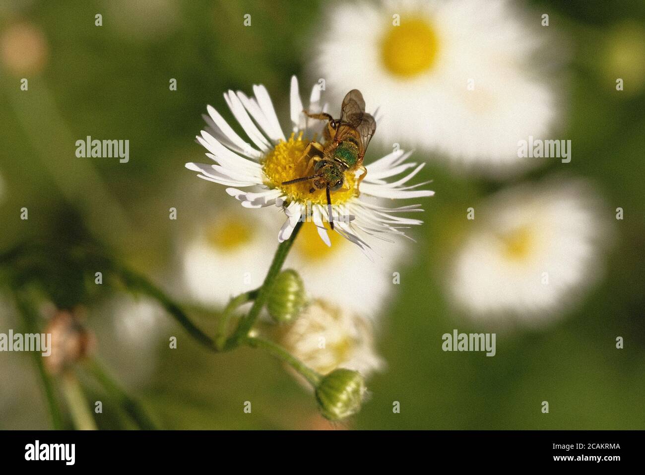Sweat bee (Halictidae) on an annual fleabane (Erigeron annuus) flower