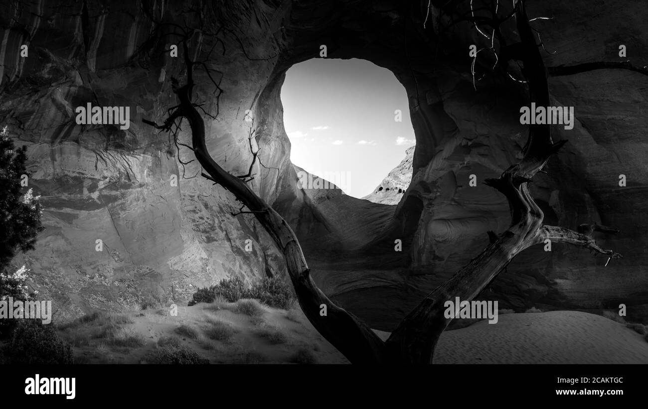 Black and White Photo of Dead Tree in front of The Ear of The Wind, a hole in a rock formation in Monument Valley Navajo Tribal Park, Utah & Arizona Stock Photo