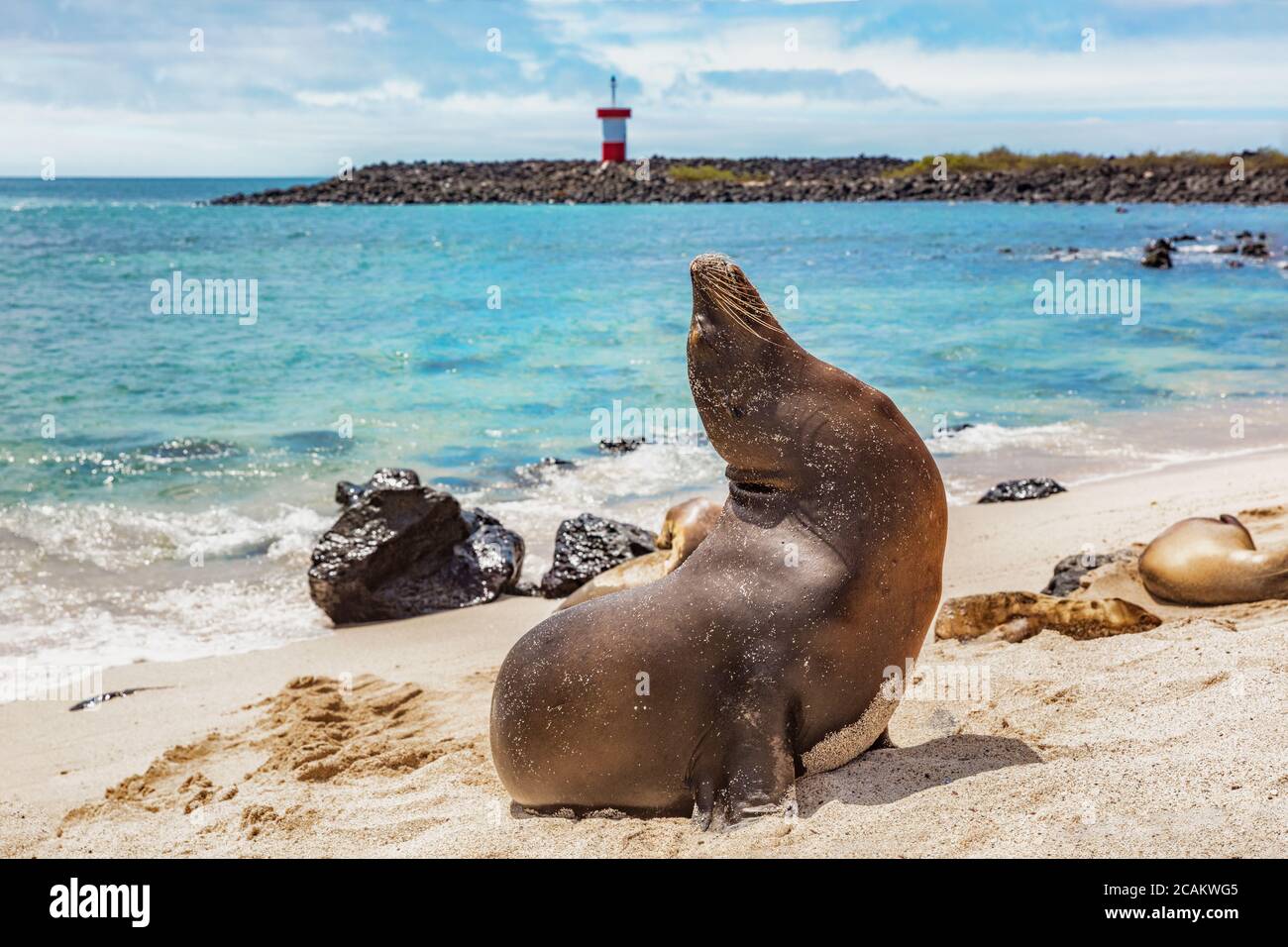 Galapagos Wild Sealion Lying Hi res Stock Photography And Images Alamy