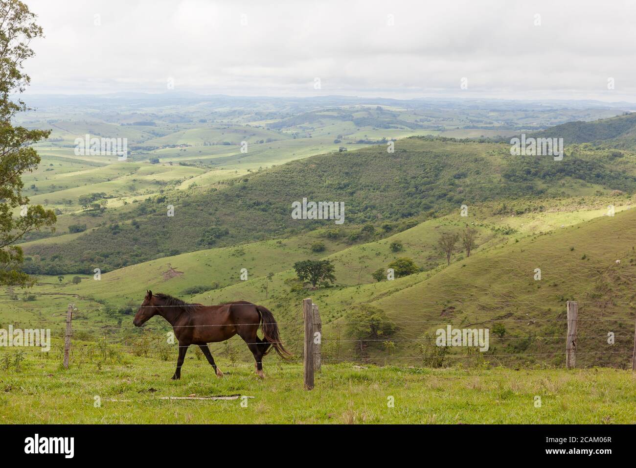 Landscape of Horse and vegetation of Ribeirao Claro, PR, Brazil Stock Photo
