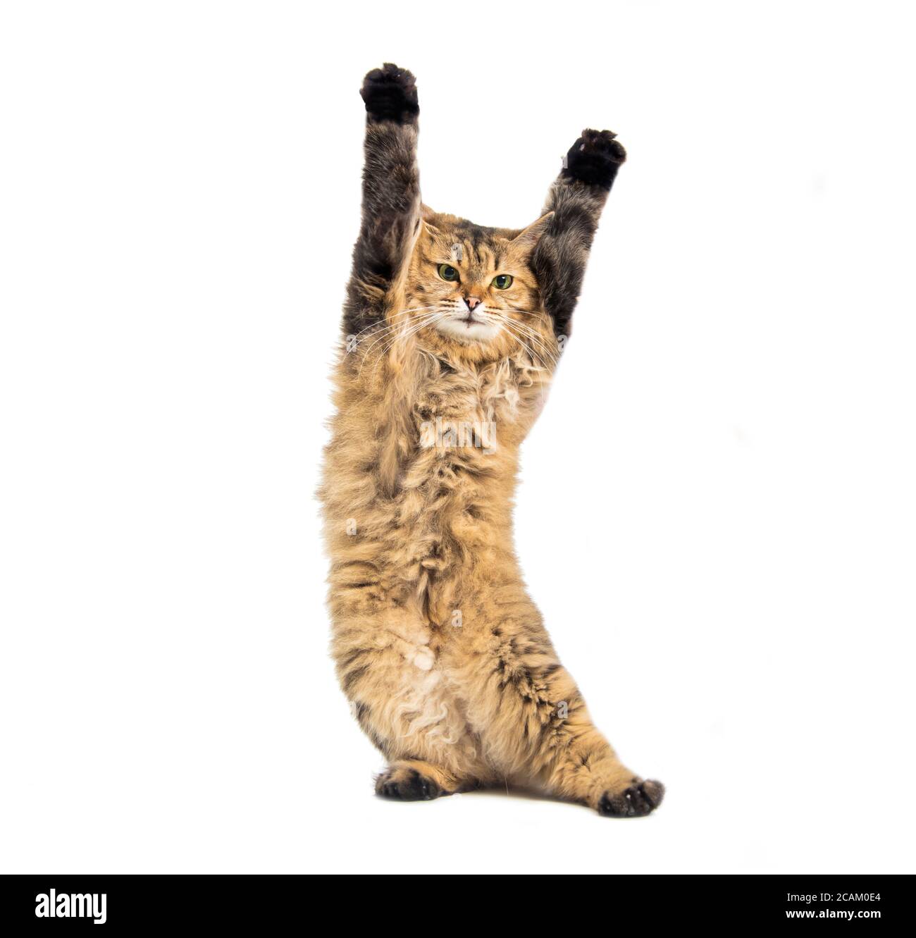 funny hair cat are standing and dancing Stock Photo