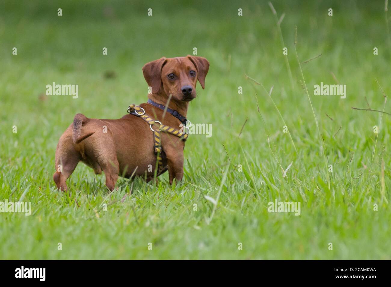 Dog Dachshund on green grass Stock Photo Alamy