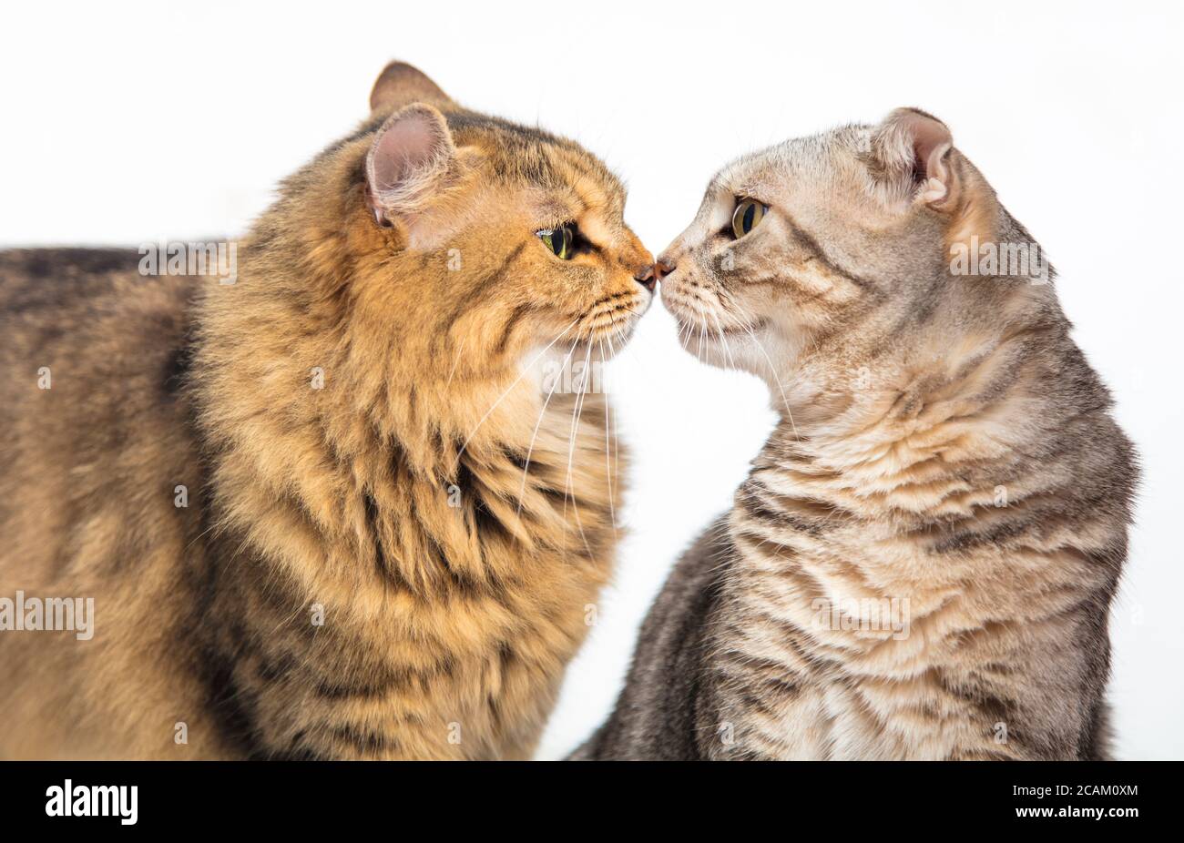Two cats touch noses to each other Stock Photo