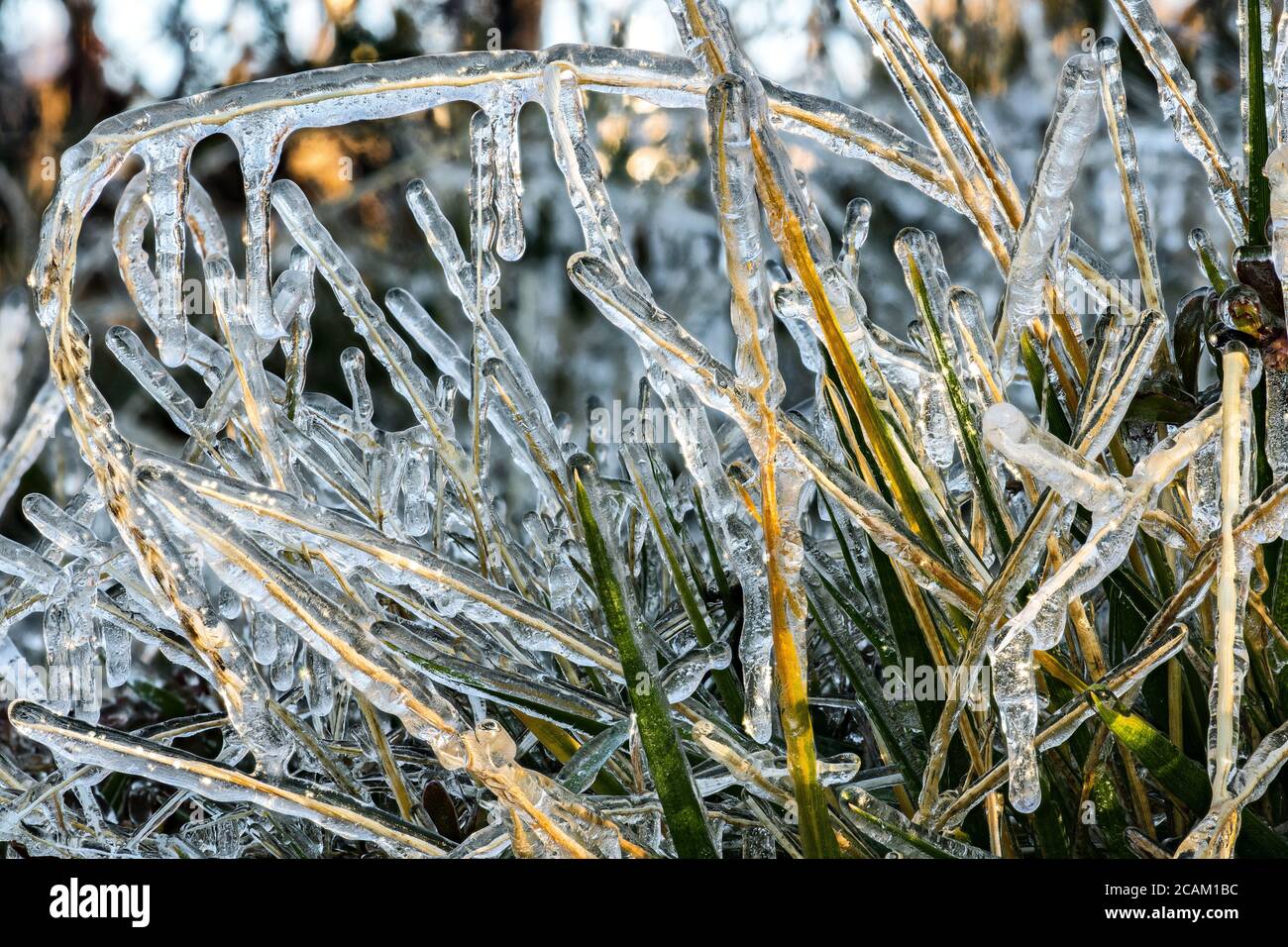 Ice Covering Plants after a Cold Night in Autumn, WA Stock Photo