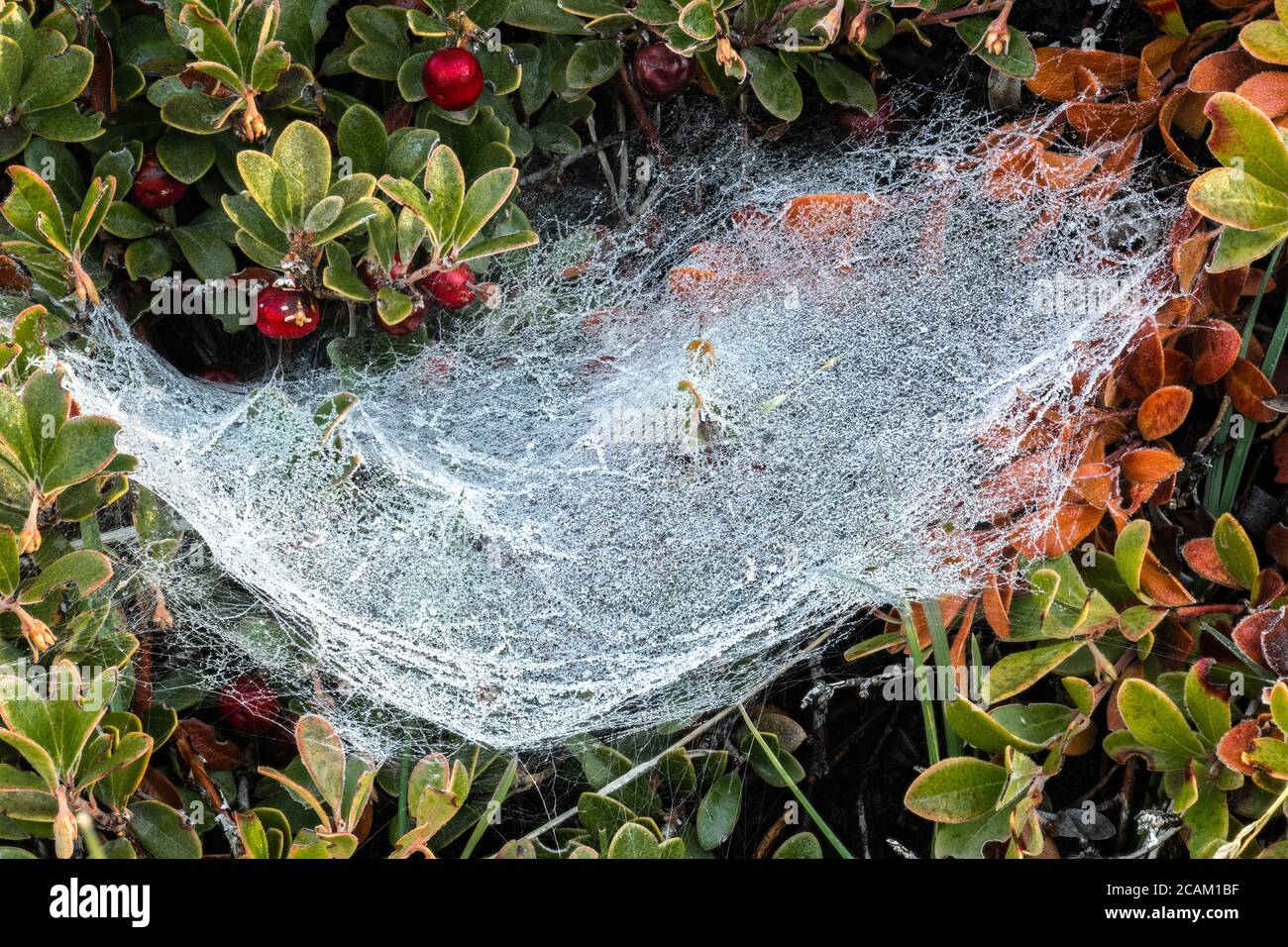 Frozen Spiderweb in Bearberry (Arctostaphylos uva-ursi) Stock Photo