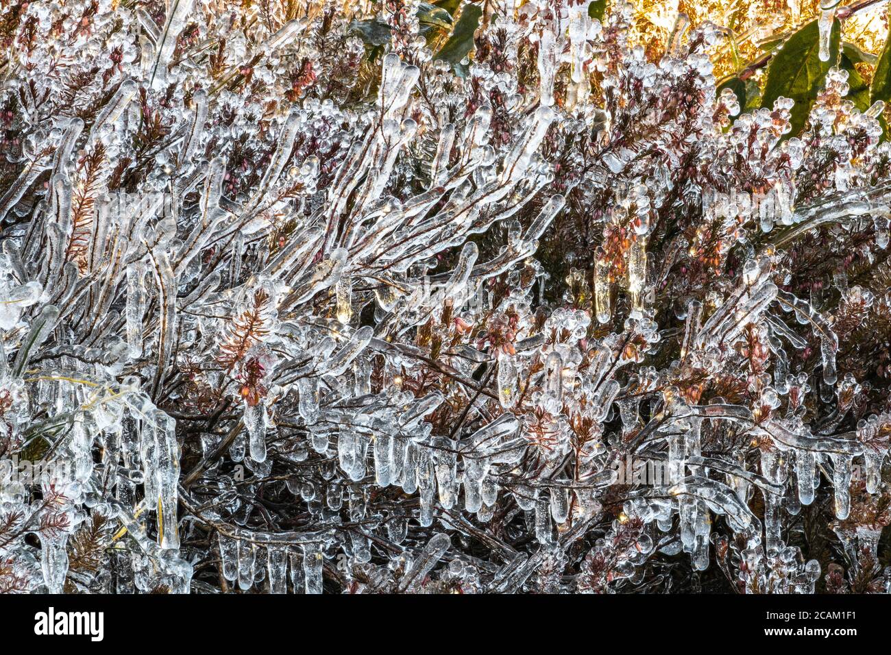 Ice Covering Plants after a Cold Night in Autumn, WA Stock Photo