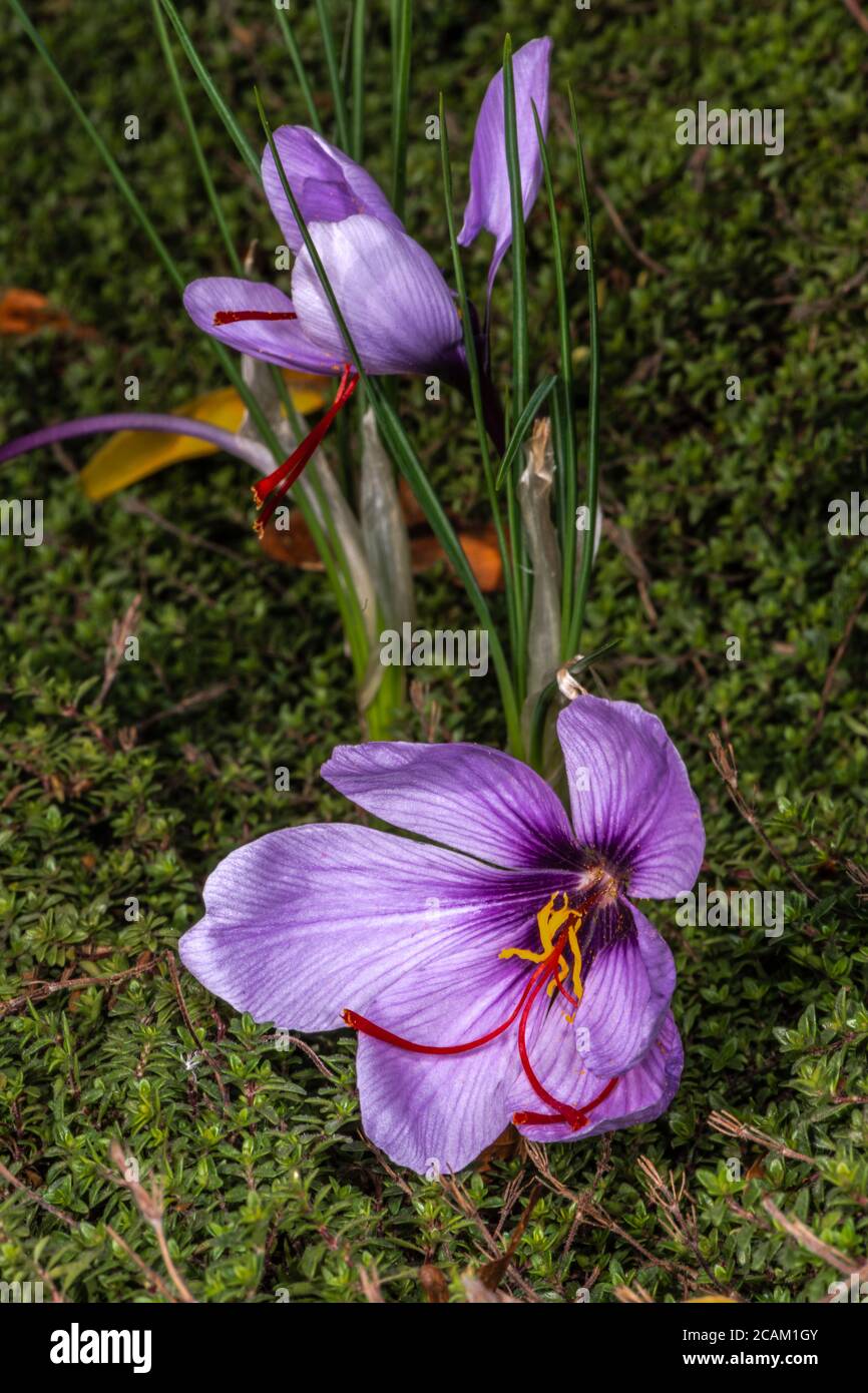 Flowers of Saffron Crocus (Crocus sativus) Stock Photo