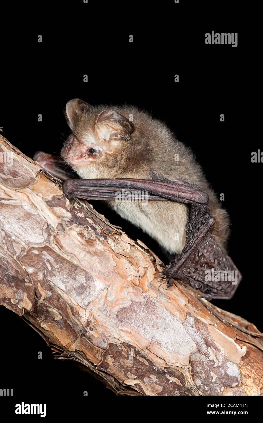 Female Gould's Long-eared Bat (Nyctophilus gouldi) on branch. May 2010. Hopkins Creek. New South Wales. Australia. Stock Photo