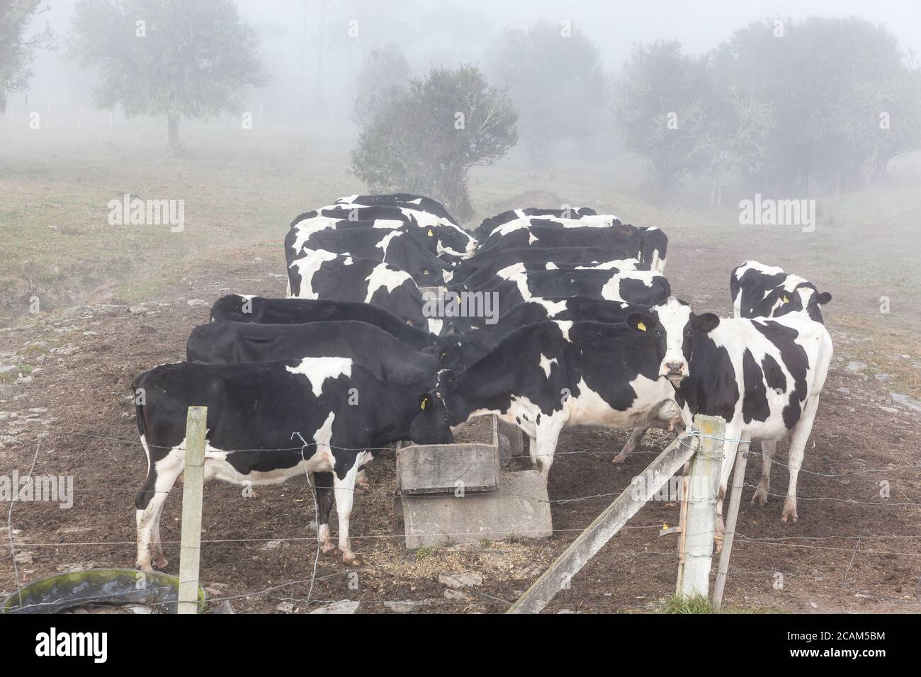 Dairy cows feeding under mist Stock Photo