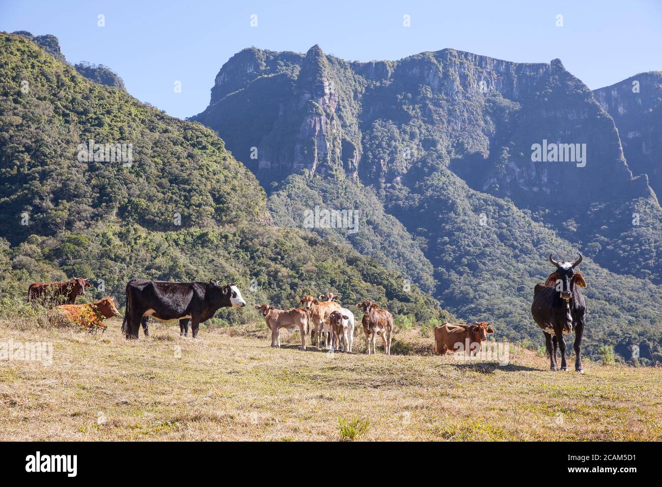 Cattle grazing with 'Serra do Corvo Branco' in the background Stock Photo