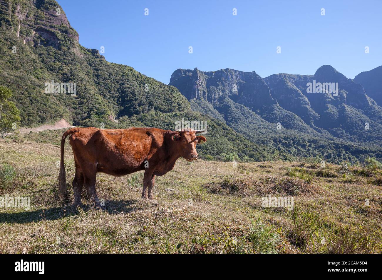 Cattle grazing with 'Serra do Corvo Branco' in the background Stock Photo