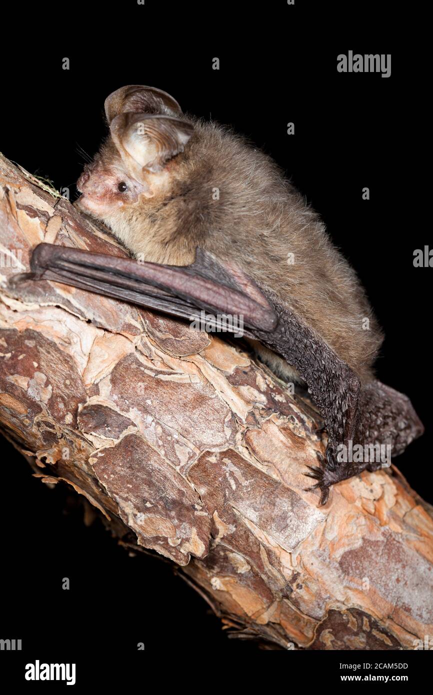 Female Gould's Long-eared Bat (Nyctophilus gouldi) on branch. May 2010. Hopkins Creek. New South Wales. Australia. Stock Photo