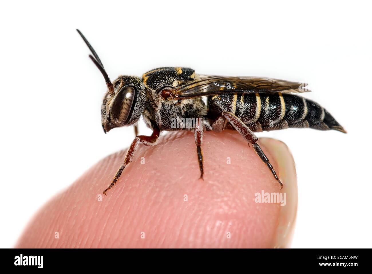 Coelioxys - Cuckoo-leaf-cutter Bee on tip of finger Stock Photo