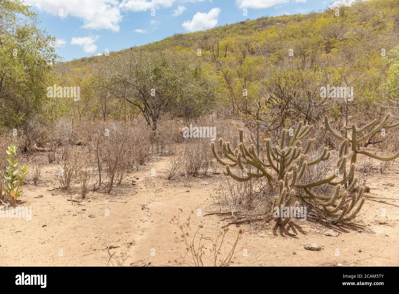 Landscape of caatinga biome, with its typical plants Stock Photo