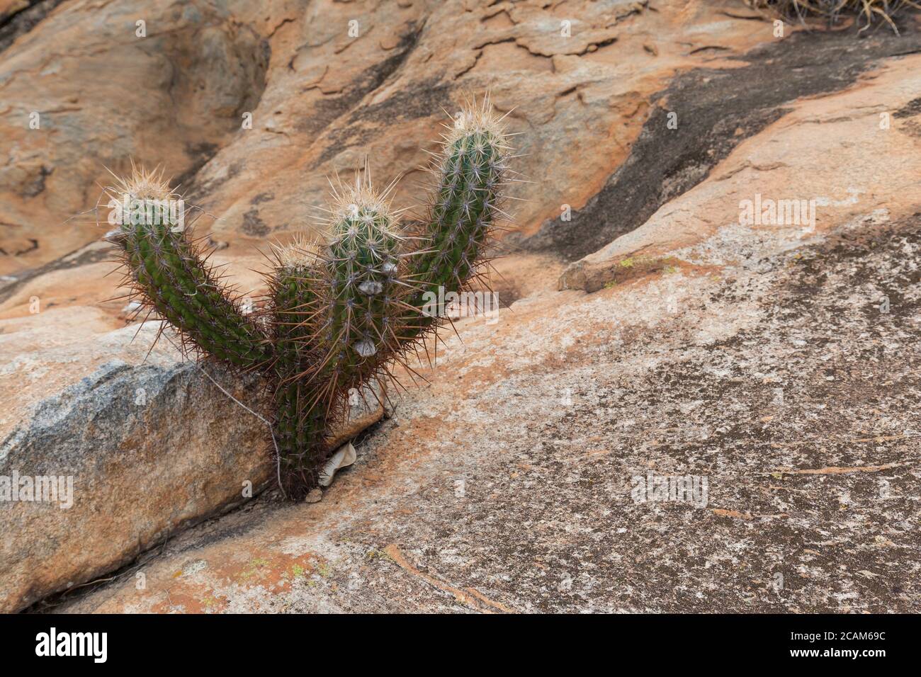 Xique-Xique cactus, typical of northeast region of Brazil Stock Photo