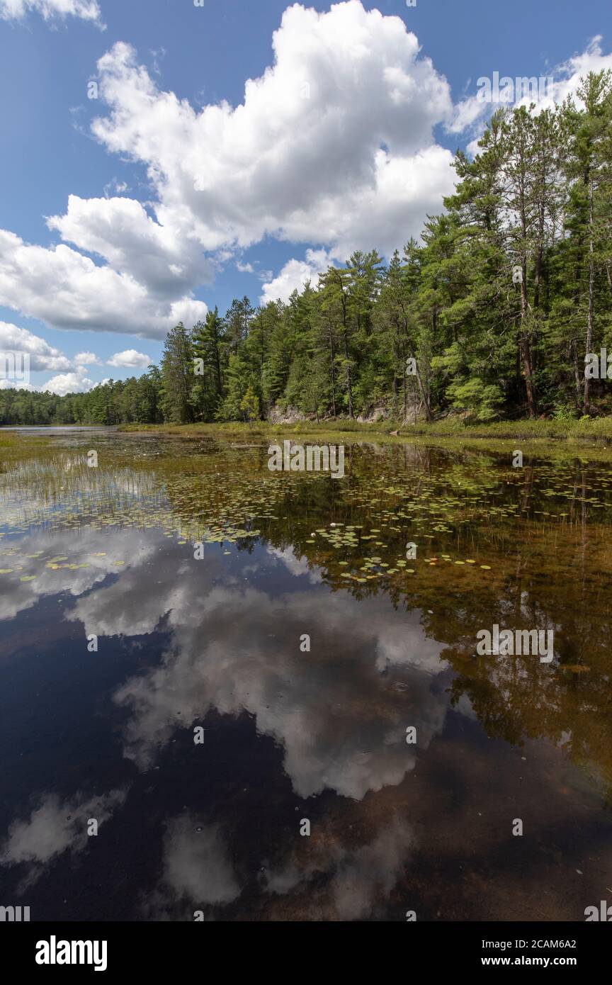 Blue sky reflected in grassy pond Surrounded by forest and rocks Stock ...