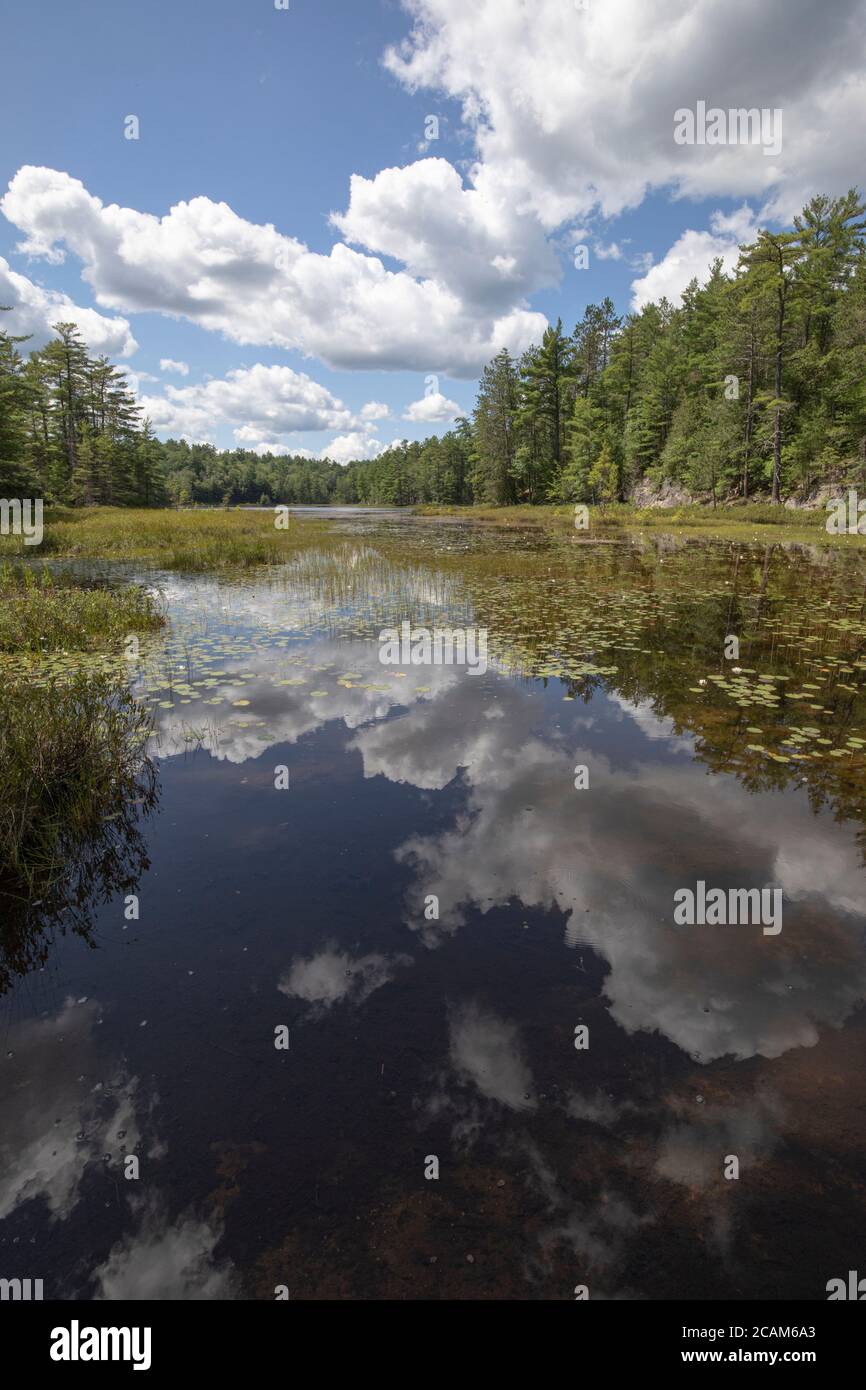 Blue sky reflected in grassy pond Surrounded by forest and rocks Stock ...