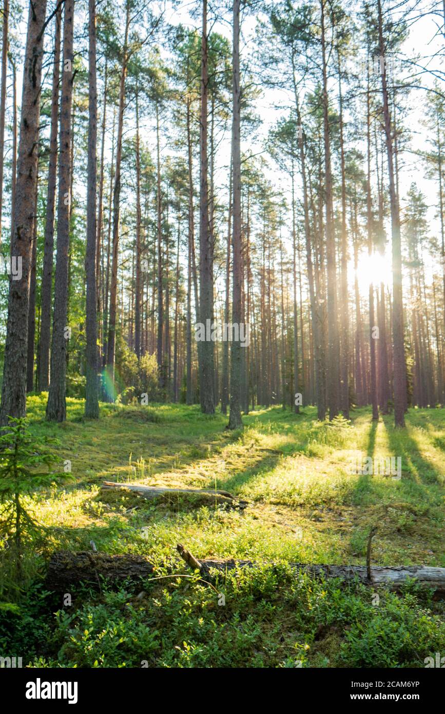 Forest where sun's rays pass through the trees Stock Photo - Alamy