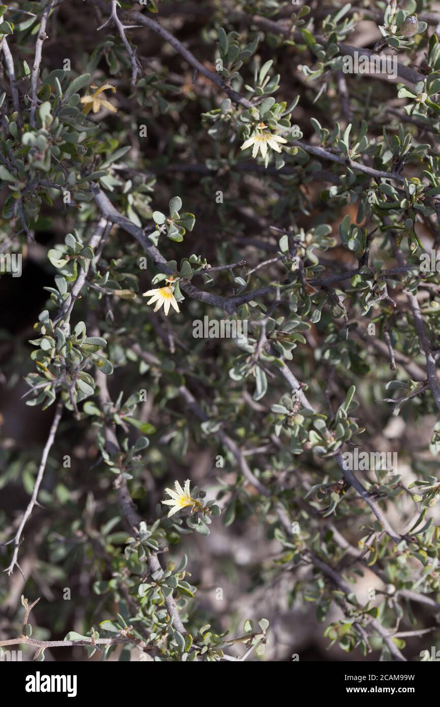 Prickly Fan Flower (Scaevola spinescens). March 2011. Entwood Sanctuary. Sandleton. Murraylands. South Australia. Australia. Stock Photo