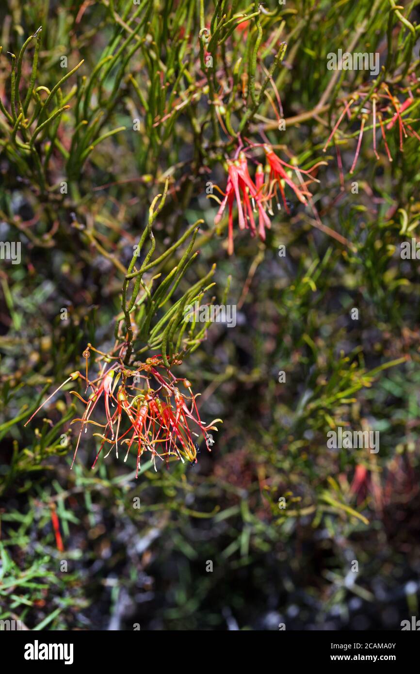 Wireleaf Mistletoe (Amyema preissii) growing on Acacia sp.. March 2011. Entwood Sanctuary. Sandleton. Murraylands. South Australia. Australia. Stock Photo