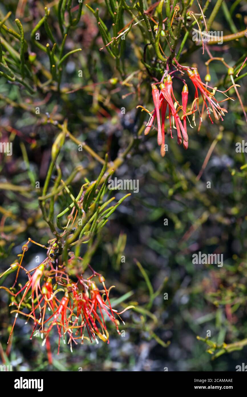 Wireleaf Mistletoe (Amyema preissii) growing on Acacia sp.. March 2011. Entwood Sanctuary. Sandleton. Murraylands. South Australia. Australia. Stock Photo
