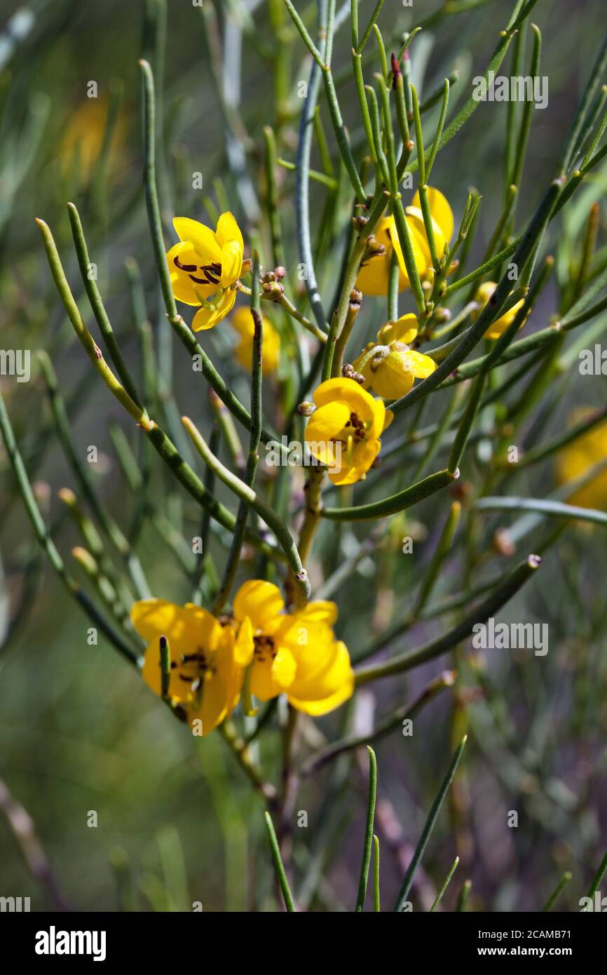 Desert Senna (Senna artemisioides) flowering. March 2011. Entwood Sanctuary. Sandleton. Murraylands. South Australia. Australia. Stock Photo
