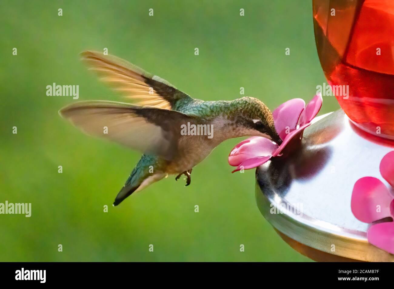 Hummingbird Approaching a Feeder in the Garden Stock Photo - Alamy