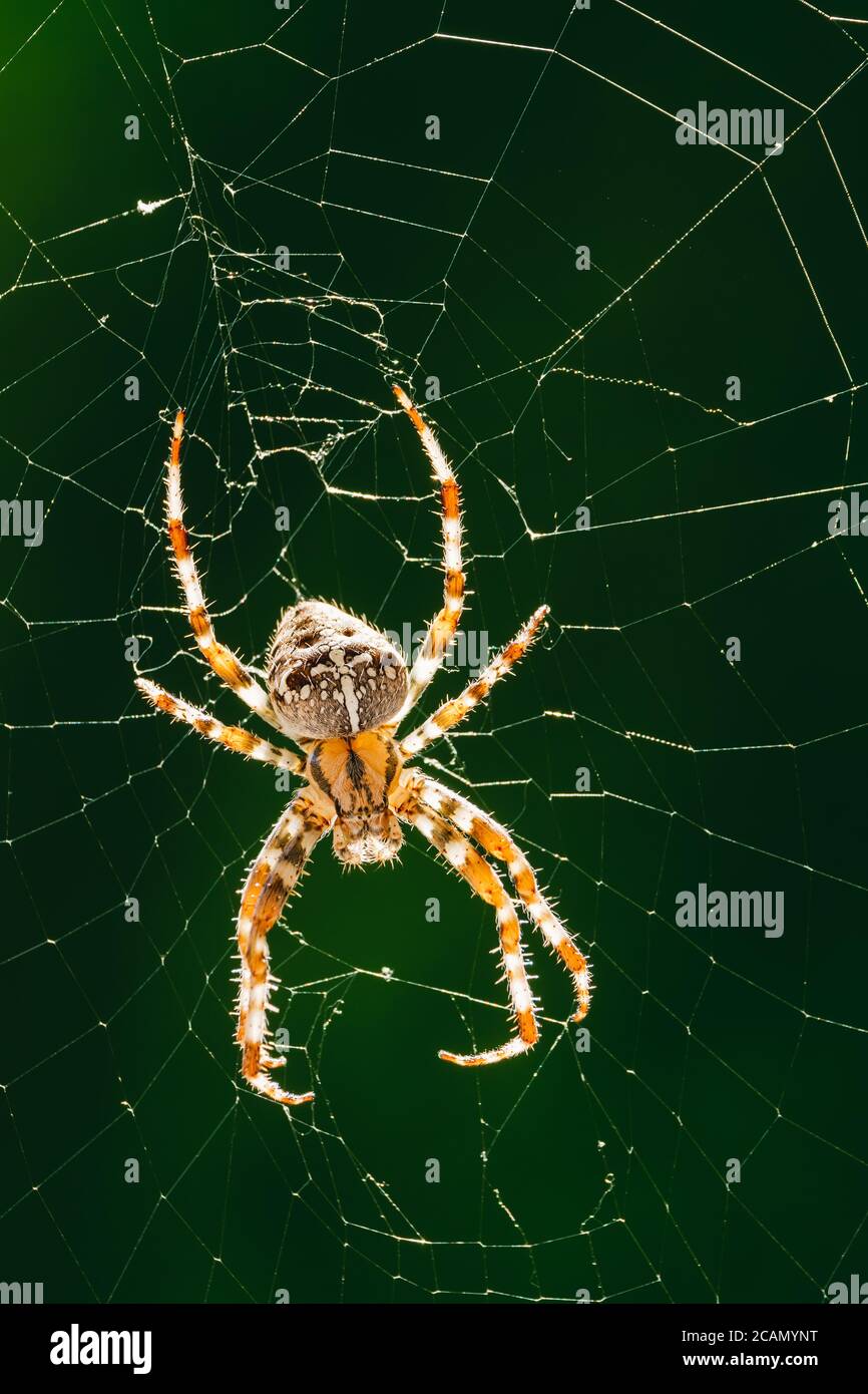 European garden spider, diadem spider, orangie, cross spider or crowned orb weaver in its web close up against Green Background Stock Photo