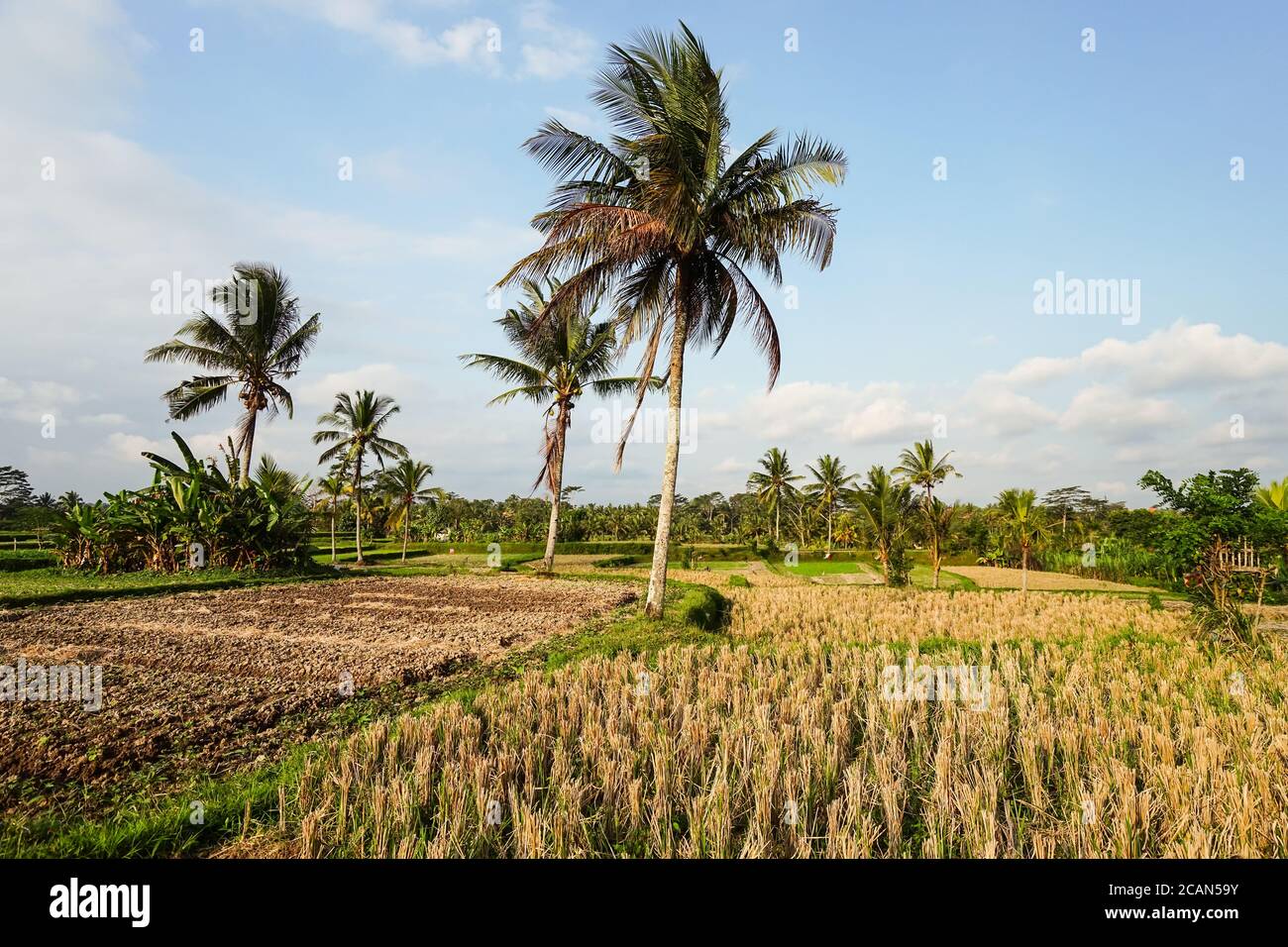 landscape of rice fields with palm trees in rural area of Bali ...