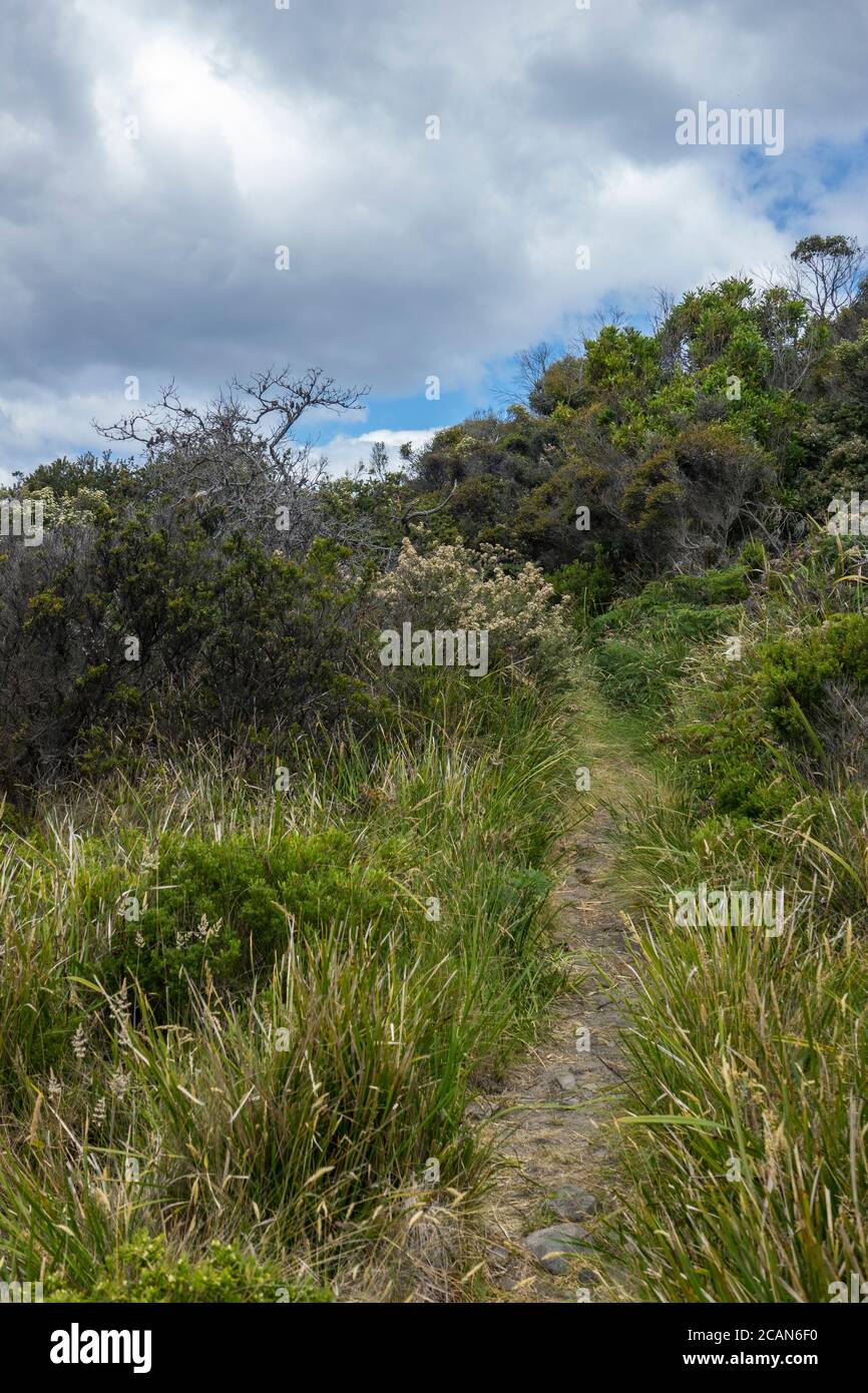 Vegetation and overgrown track at Lighthouse Beach, Cape Bruny, Bruny