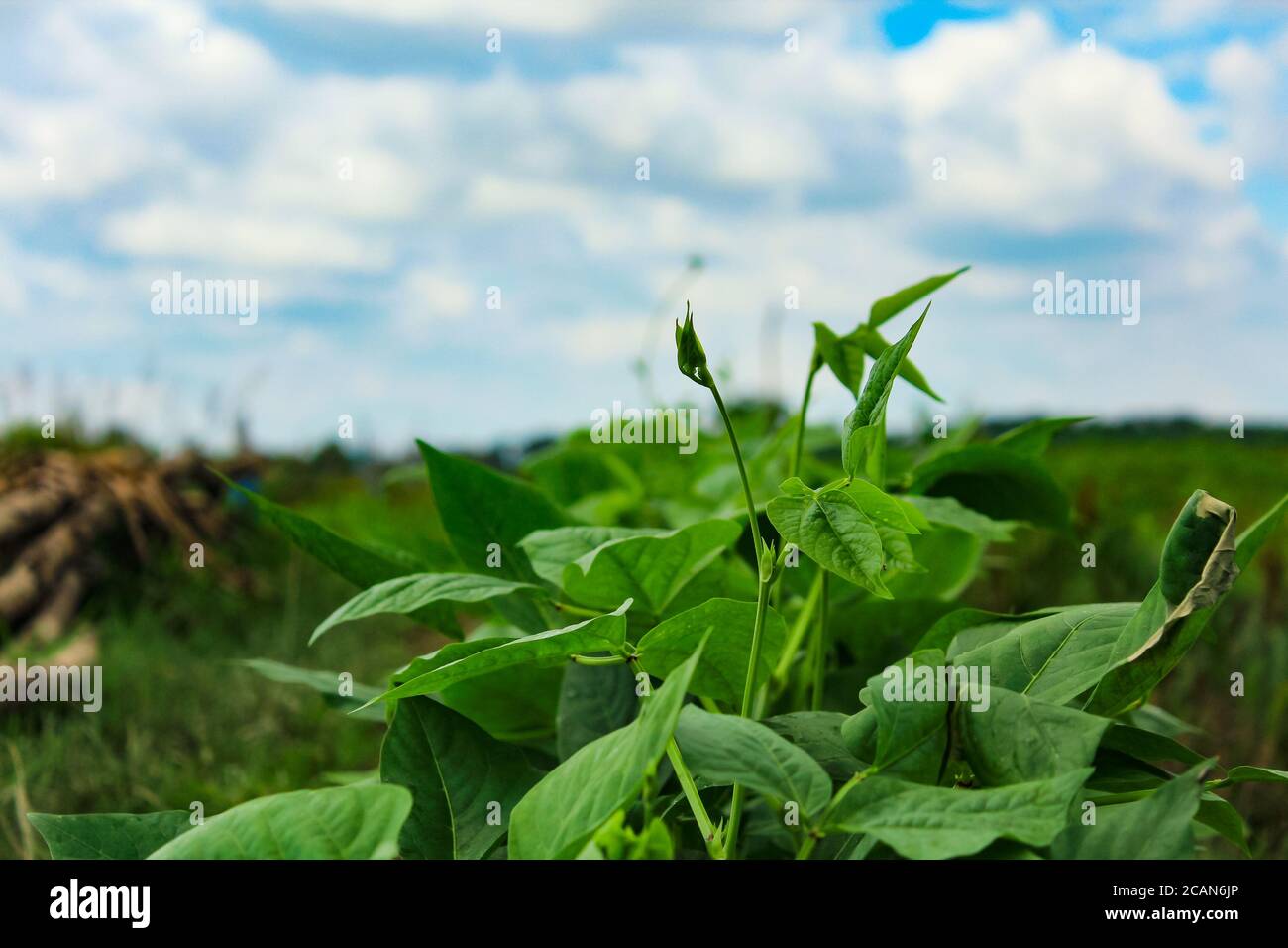 Yardlong bean plants in the field,new agriculture stock image as you need. Stock Photo