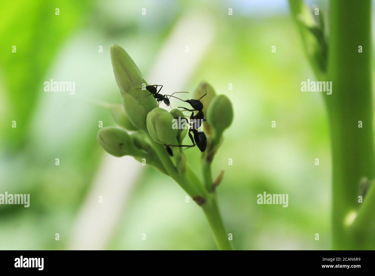 Photography of black ant on flower,new ant stock image as you need. Stock Photo