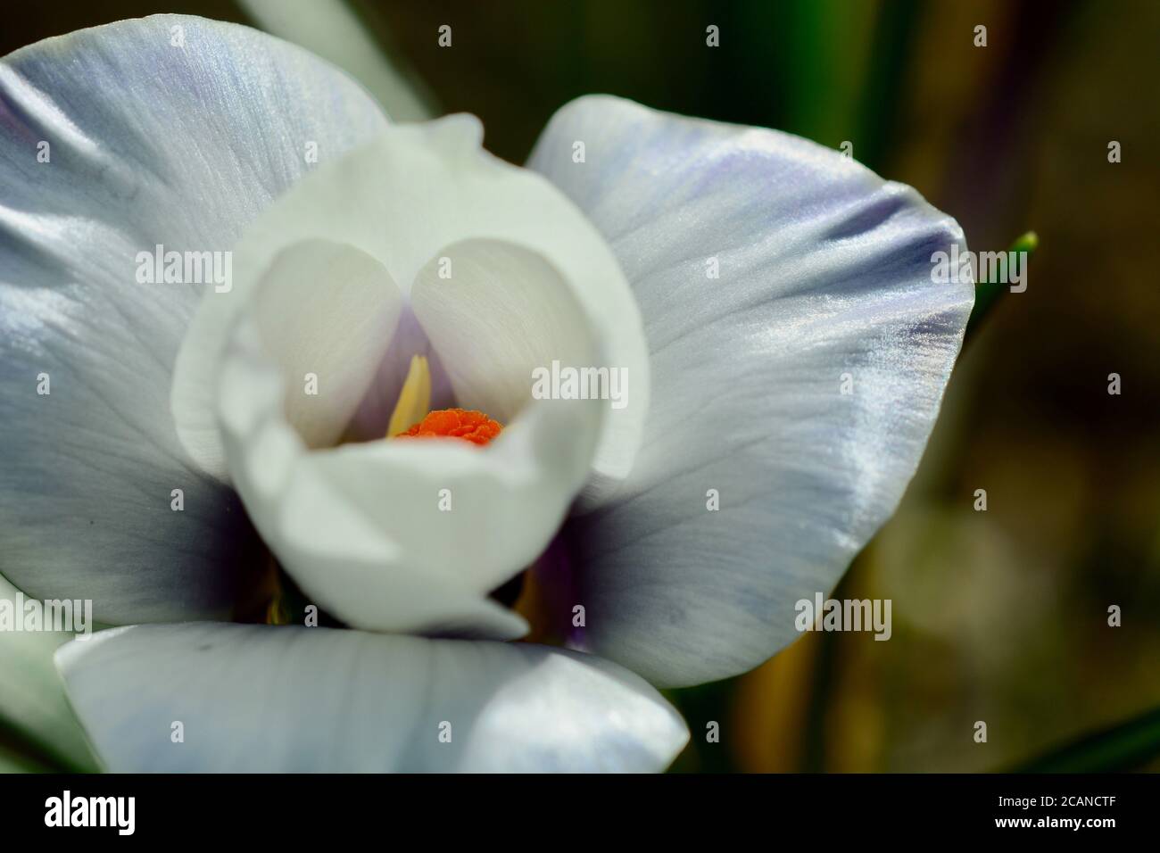 A close-up photo of a beautiful garden crocus flower (Iridaceae family), backlit on dark background. Shallow depth of field. Stock Photo