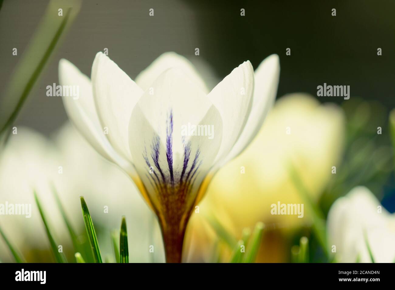 A close-up photo of a beautiful garden crocus flower (Iridaceae family), backlit on dark background. Shallow depth of field. Stock Photo