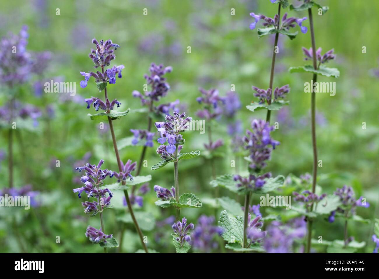 Do Dogs Like Catnip Plant