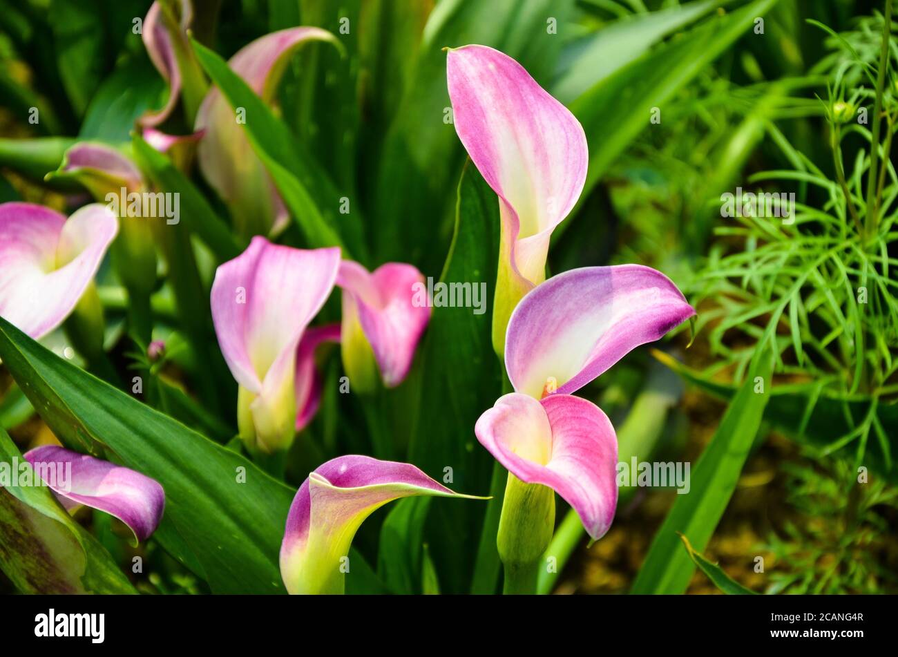 Pink Zantedeschia aethiopica or Calla Lily in the garden Stock Photo ...
