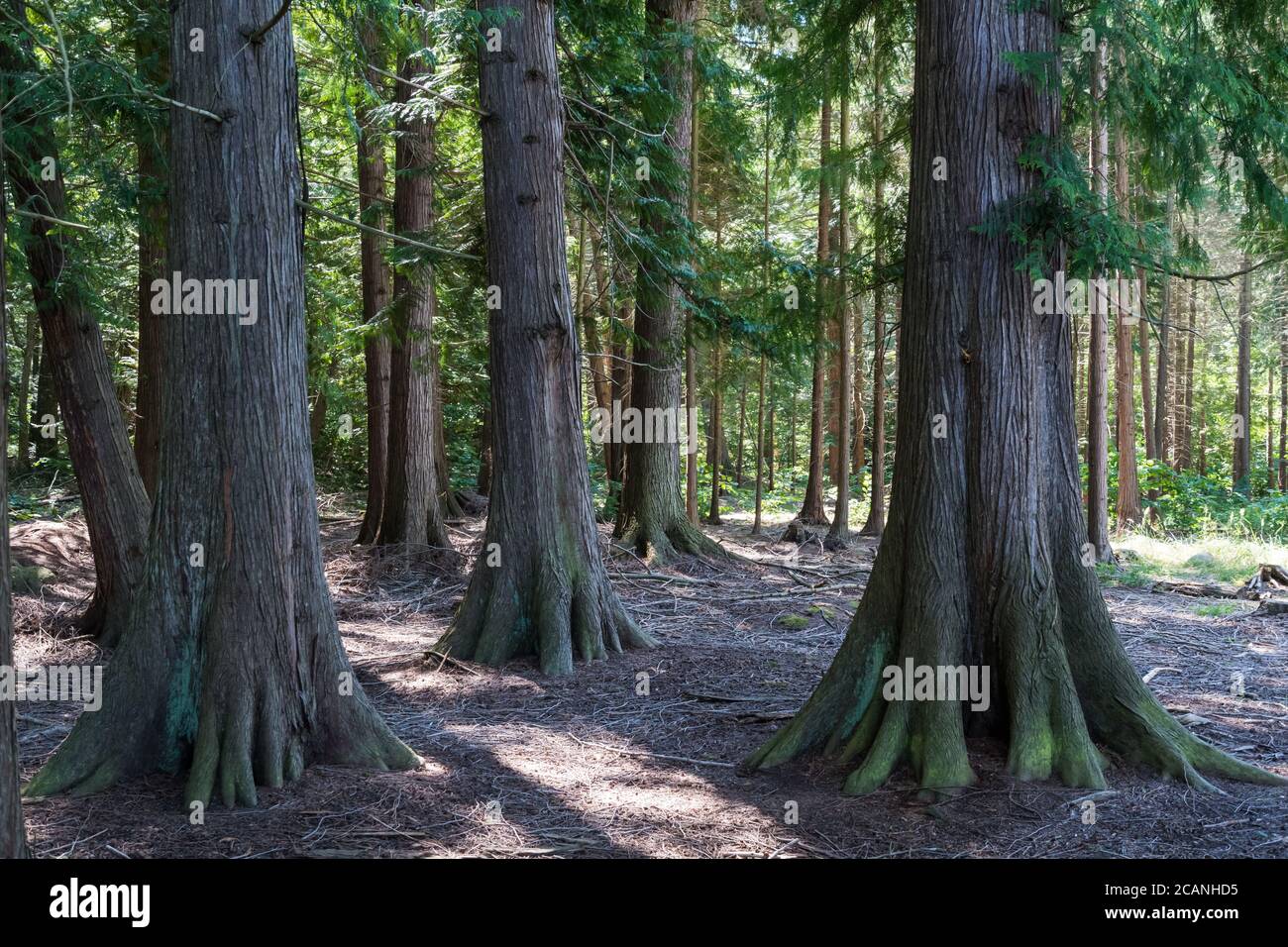 Big planted Thuja trees in a forest at the island Oland in Sweden Stock Photo