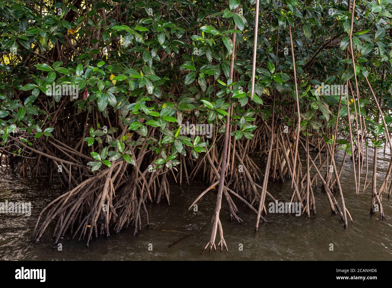 Red mangroves, Rizophora sp., Rhizophoraceae, Sierpe River, Costa Rica, Centroamerica Stock Photo