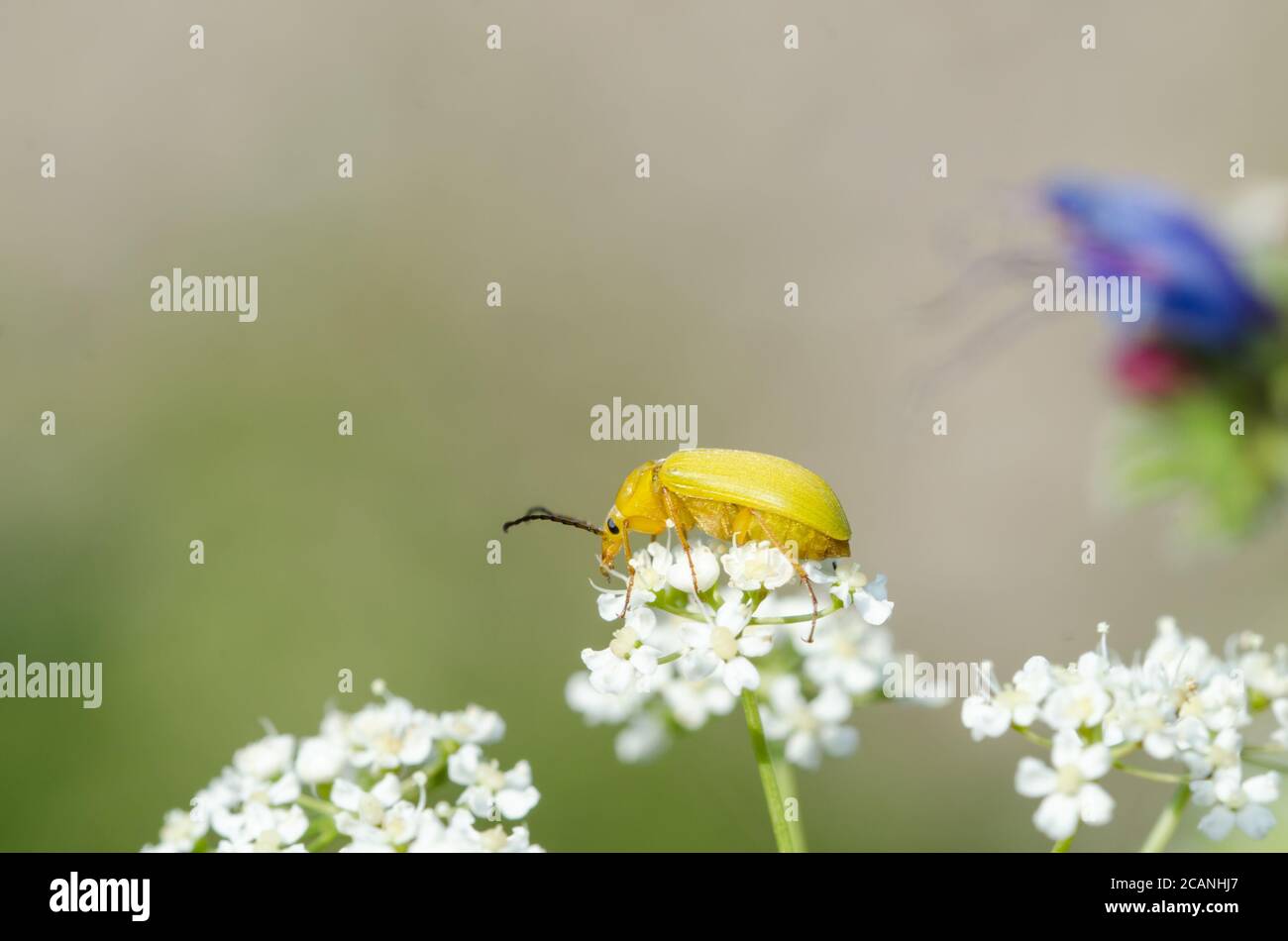 Close up of a yellow beetle on a white flower Stock Photo