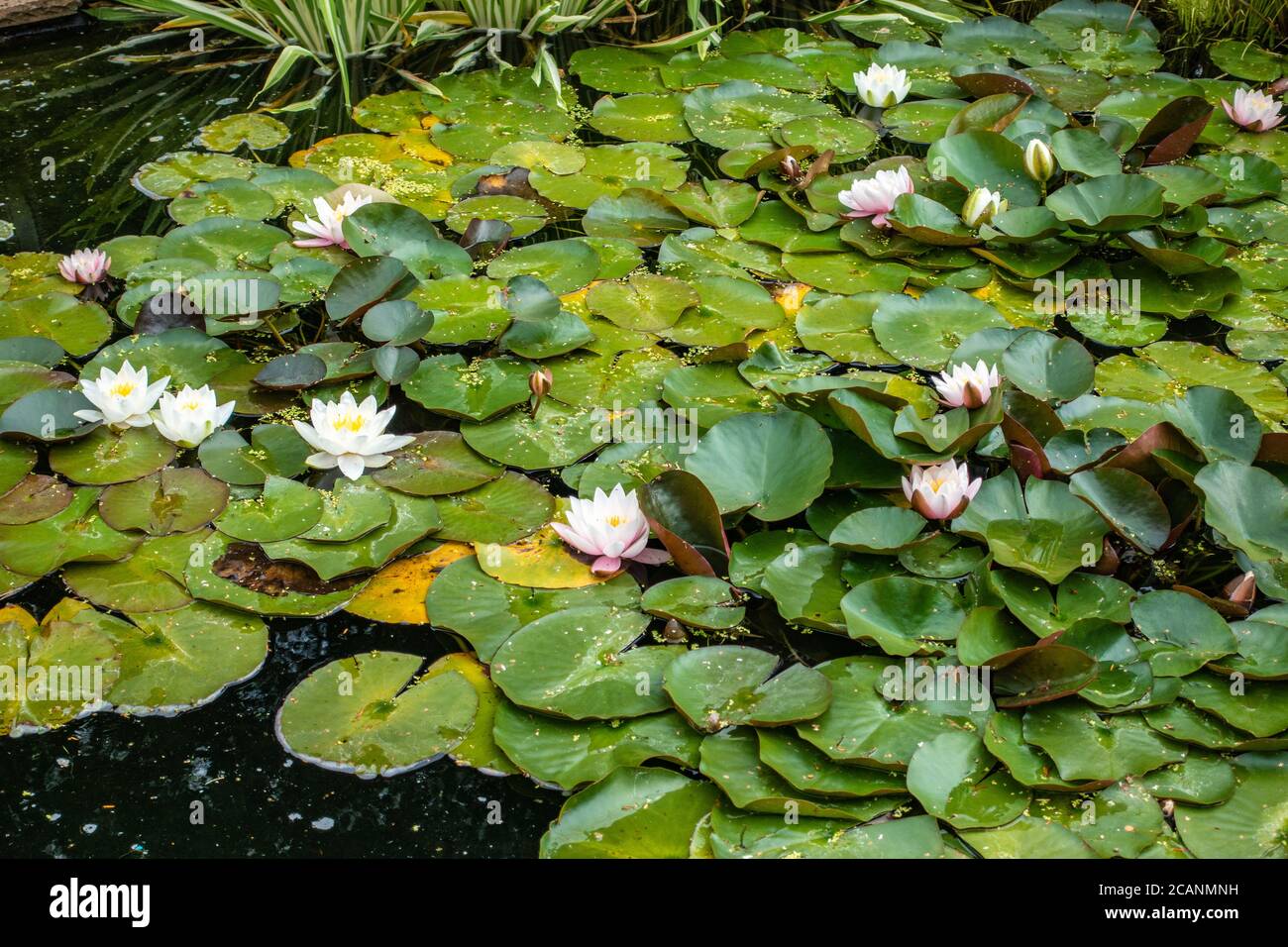 Cluster Of Water Lilies High Resolution Stock Photography and Images ...