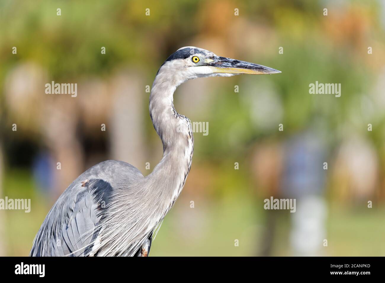 Medium body shot of a Great Blue Heron (Ardea herodias) highlighting his beautiful plumage. Stock Photo