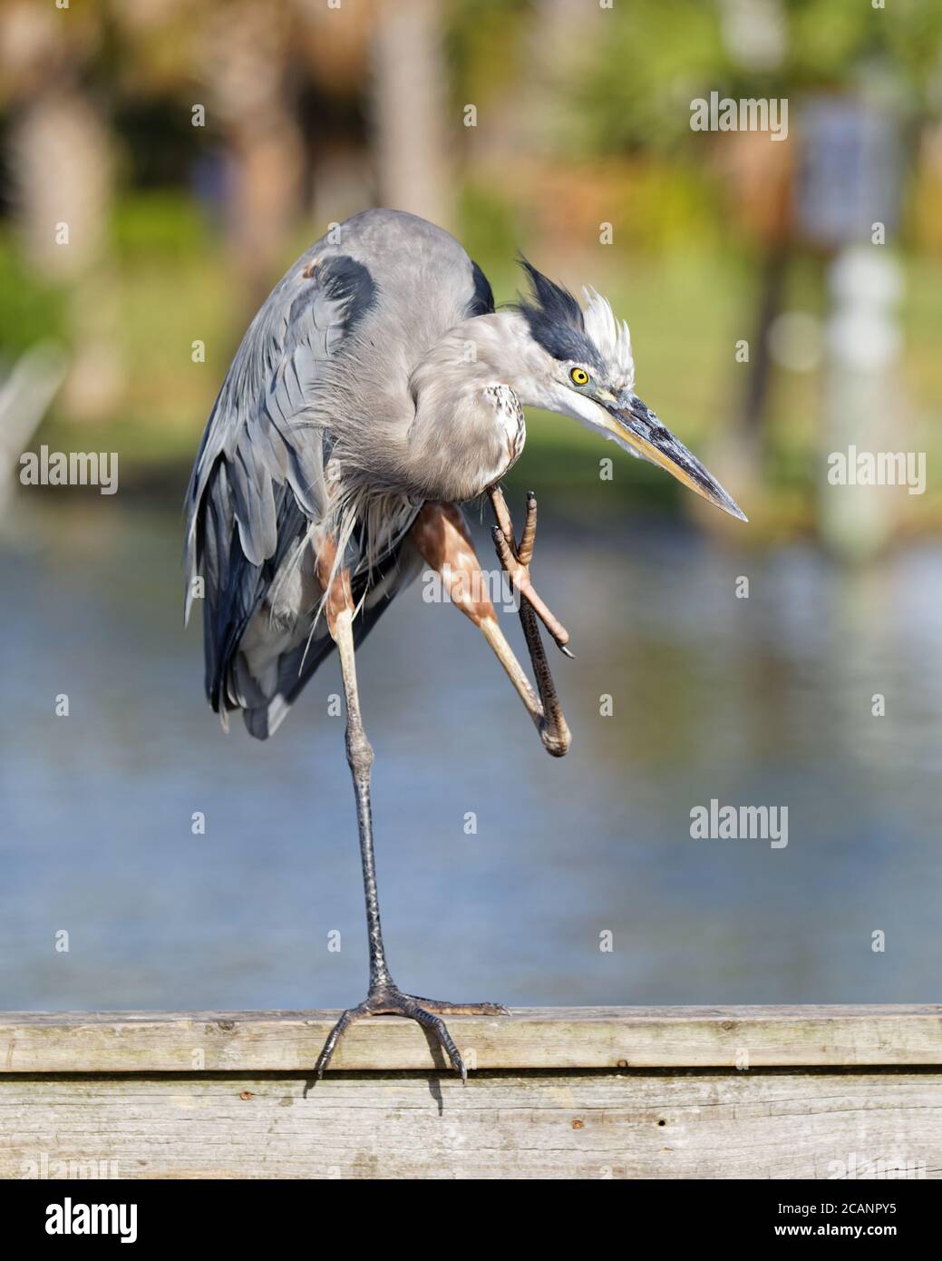 A beautiful Great Blue Heron (Ardea herodias) caught in a funny moment of scratching himself. Stock Photo