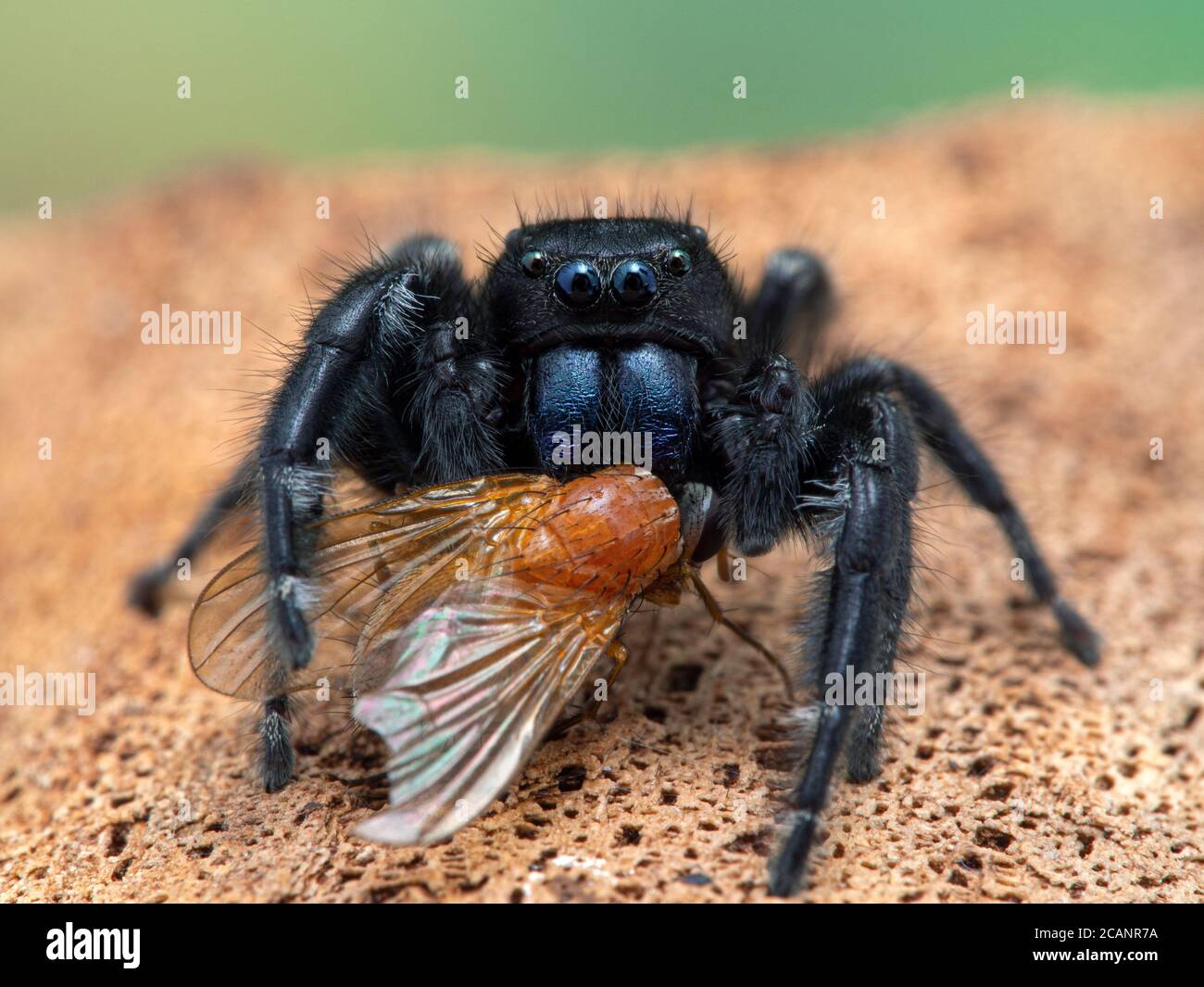 Close-up of male Johnson's jumping spider (Phiddipus johnsoni) feeding on a small orange fly it has captured in Delta, British Columbia, Canada. Front Stock Photo