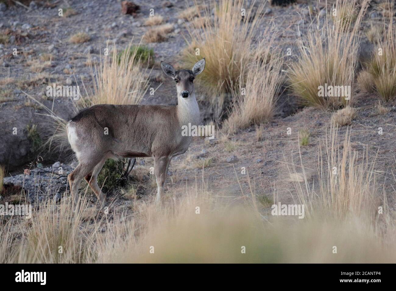 Parque keystone hires stock photography and images Alamy
