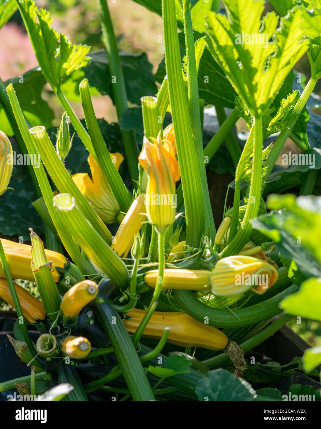 summer landscape with yellow courgette flowers in the summer garden