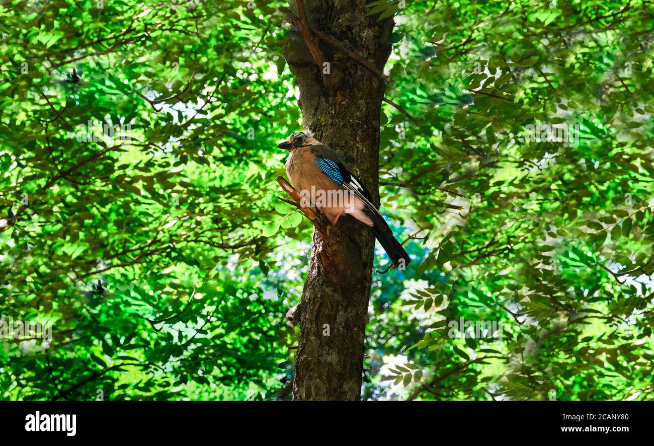 Eurasian Jay, garrulus glandarius in the forest on a tree Stock Photo